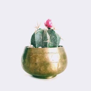 Início cactus6 free img