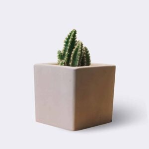 Início cactus2 free img