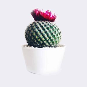 Início cactus4 free img